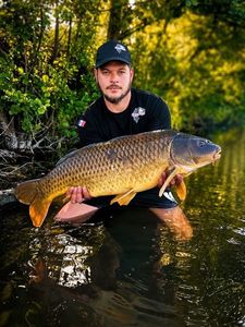 Common Carp