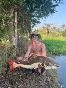 Redtail Catfish (Pirarara)