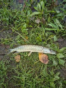 Northern Pike