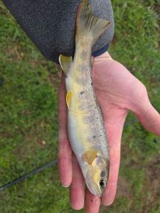 Brown Trout