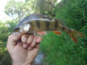 European Perch