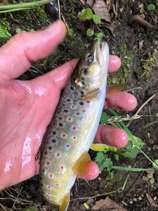 Brown Trout
