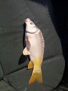 Mirror Carp