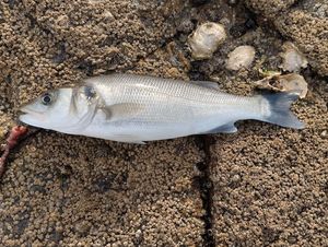 European Bass (Seabass)