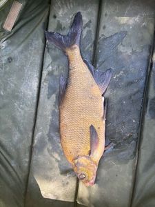 Common Bream