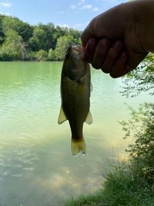 Largemouth Bass