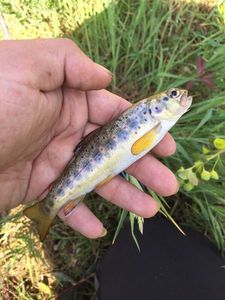 Brown Trout