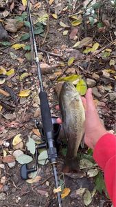 Largemouth Bass