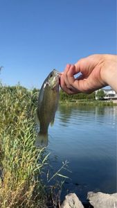 Smallmouth Bass