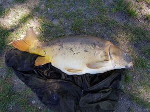 Mirror Carp