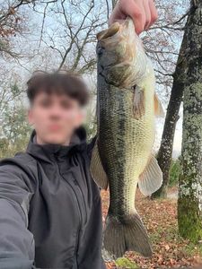 Largemouth Bass
