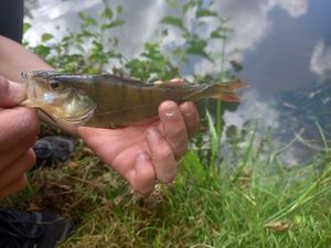 European Perch