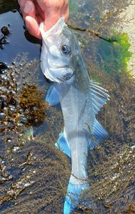 European Bass (Seabass)