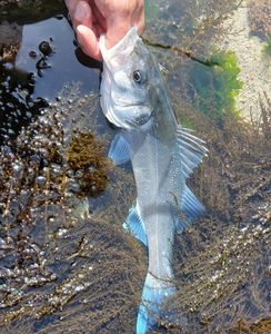 European Bass (Seabass)