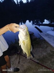 Largemouth Bass