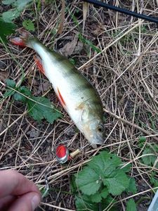 European Perch