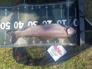 Rainbow Trout