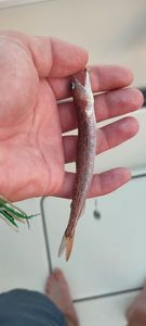 Poisson-lézard de sable