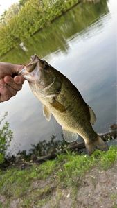 Largemouth Bass
