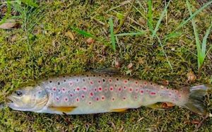 Sea Trout