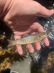 Brown Trout