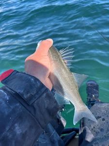 European Bass (Seabass)