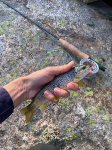 Brown Trout