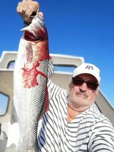 European Bass (Seabass)