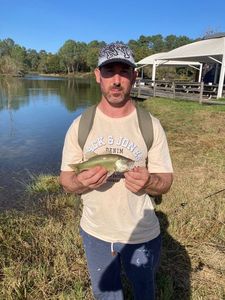 Largemouth Bass