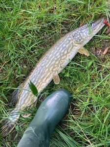 Northern Pike