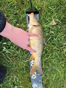 Common Carp