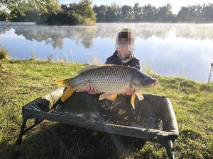 Common Carp