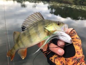 European Perch