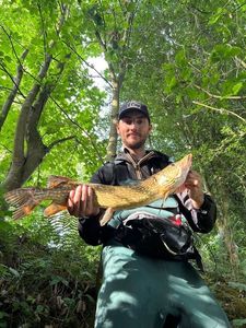 Northern Pike