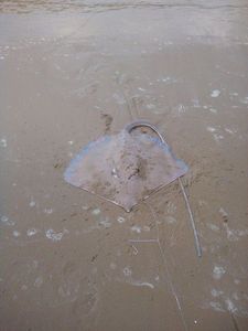 Common Stingray