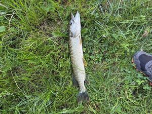 Northern Pike