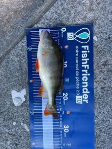 European Perch