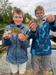 European Perch
