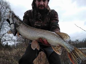 Northern Pike