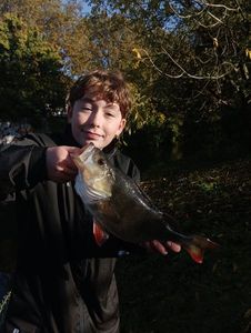 European Perch
