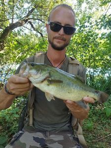 Largemouth Bass