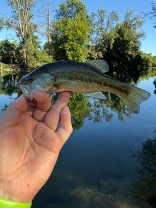 Largemouth Bass