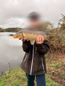 Common Carp
