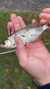 Roach