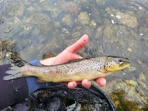 Brown Trout