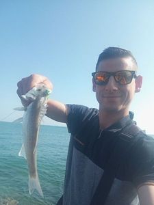 European Bass (Seabass)