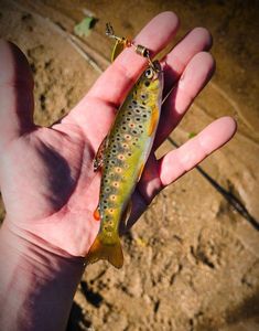 Brown Trout