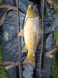 Leather Carp