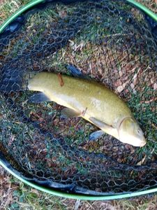 Tench