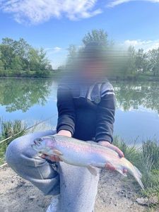 Rainbow Trout